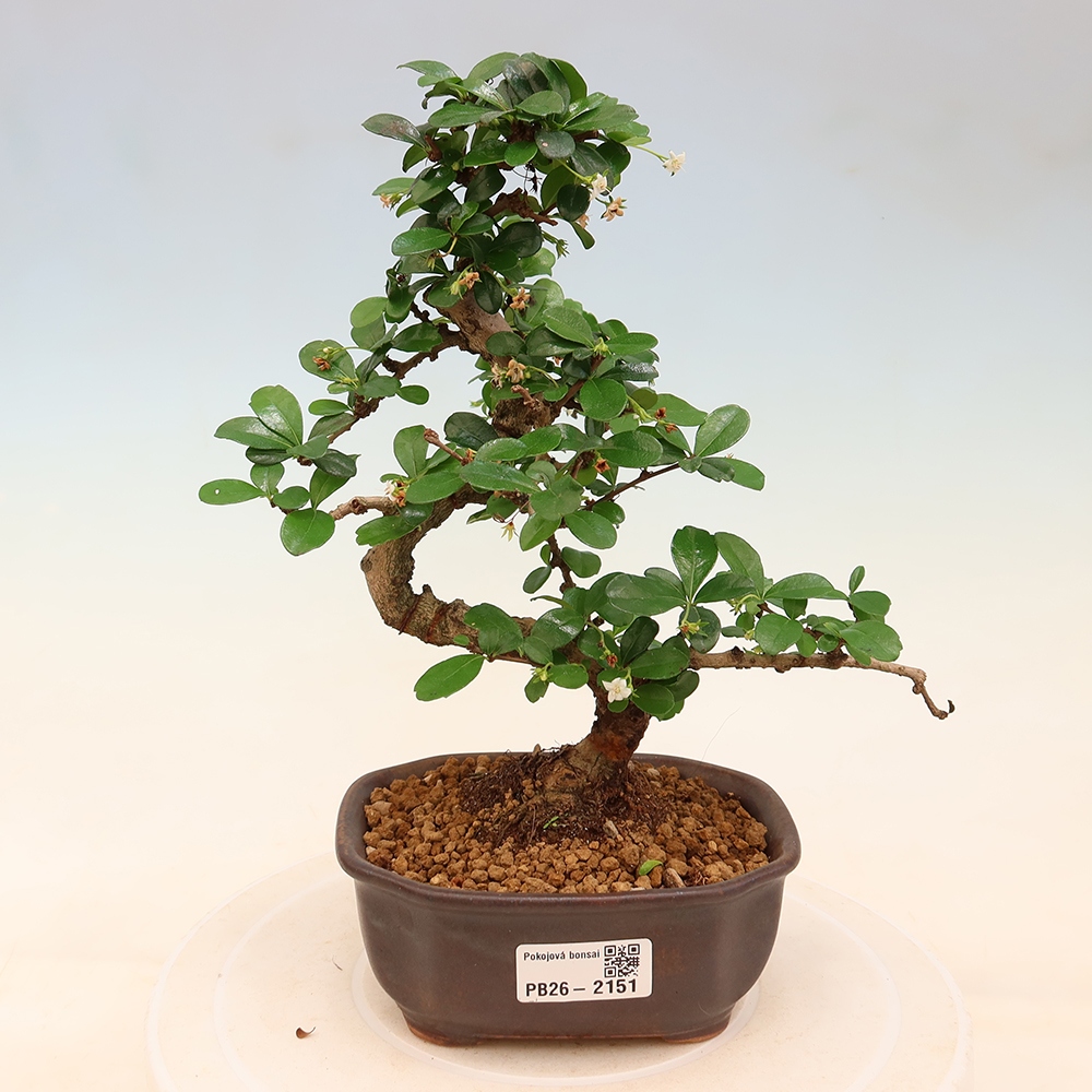 Bonsaï de chambre - Carmona macrophylla - Tea fuki
