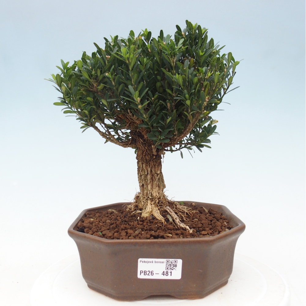 Bonsaï de chambre - Buxus harlandii - buxus liège