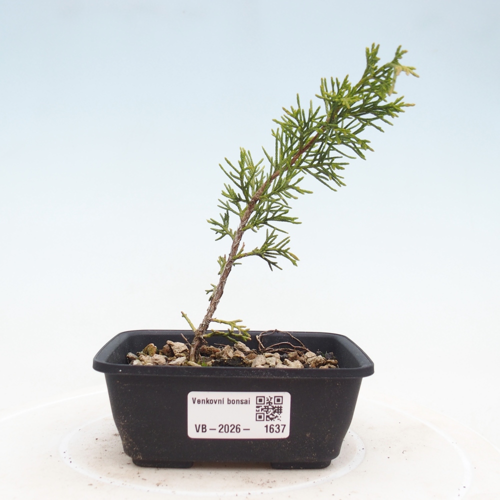 Bonsaï d'extérieur - Juniperus chinensis Itoigawa