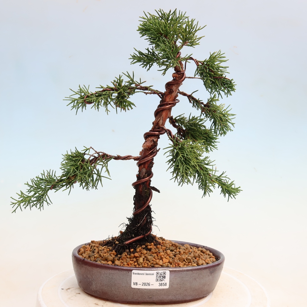 Bonsaï d'extérieur - Juniperus chinensis Kishu