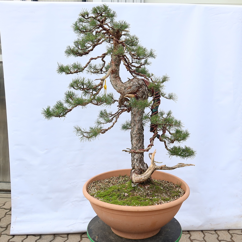Pinus sylvestris Espagne - pin sylvestre