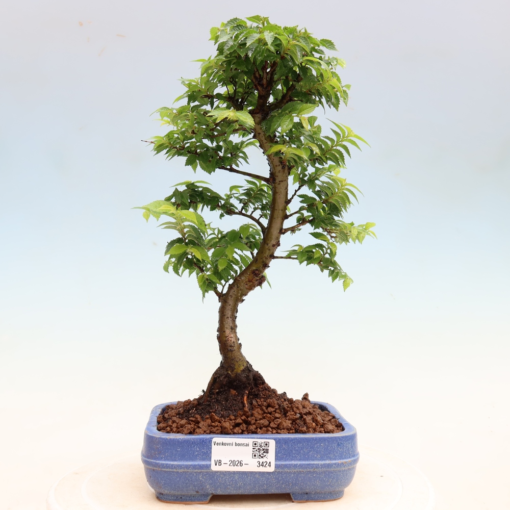 Bonsaï d'extérieur - Ulmus Jacqueline Hillier - Orme magnifique