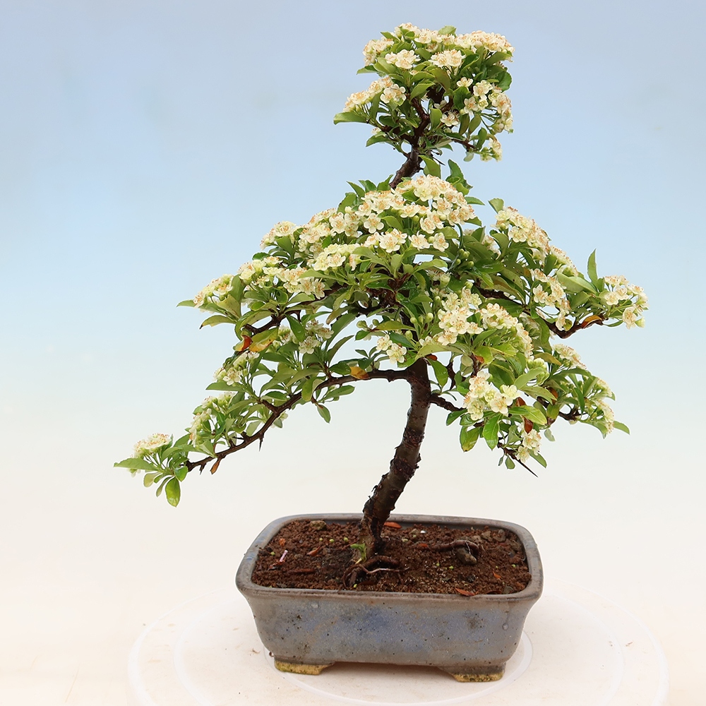 Bonsaï d'extérieur - Pyracantha teton - Pyracantha
