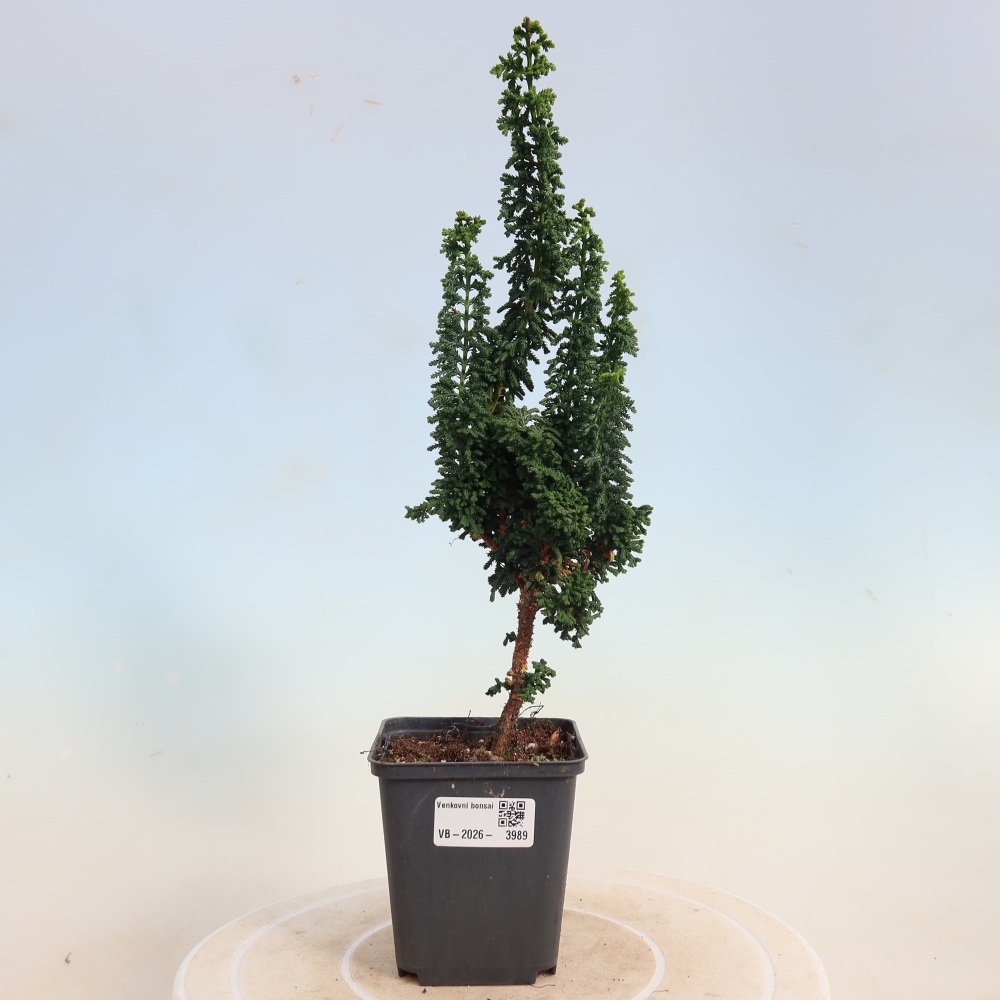 Bonsaï d'extérieur - Cham. obtusa SEKKA HINOKI - Cyprès