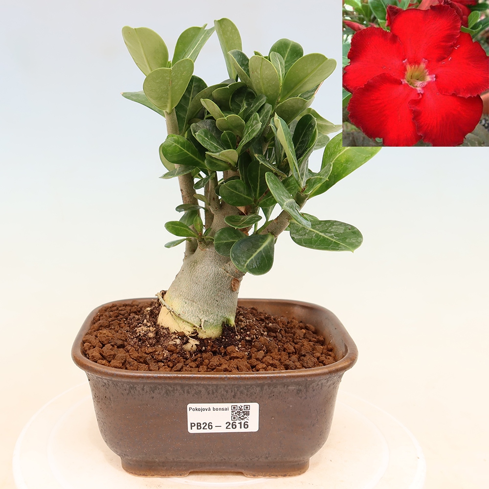 Bonsaï d'intérieur - Adenium obesum Red Star - Rose du désert