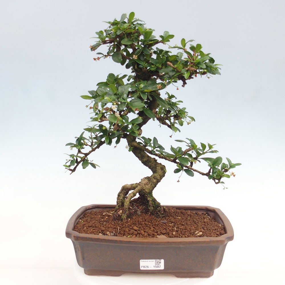 Bonsaï de chambre - Carmona macrophylla - Tea fuki