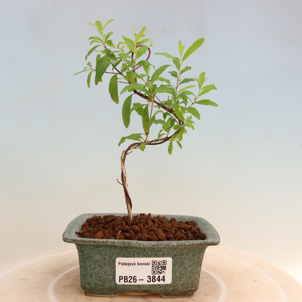 Bonsaï de chambre-PUNICA granatum nana-Pomme grenat