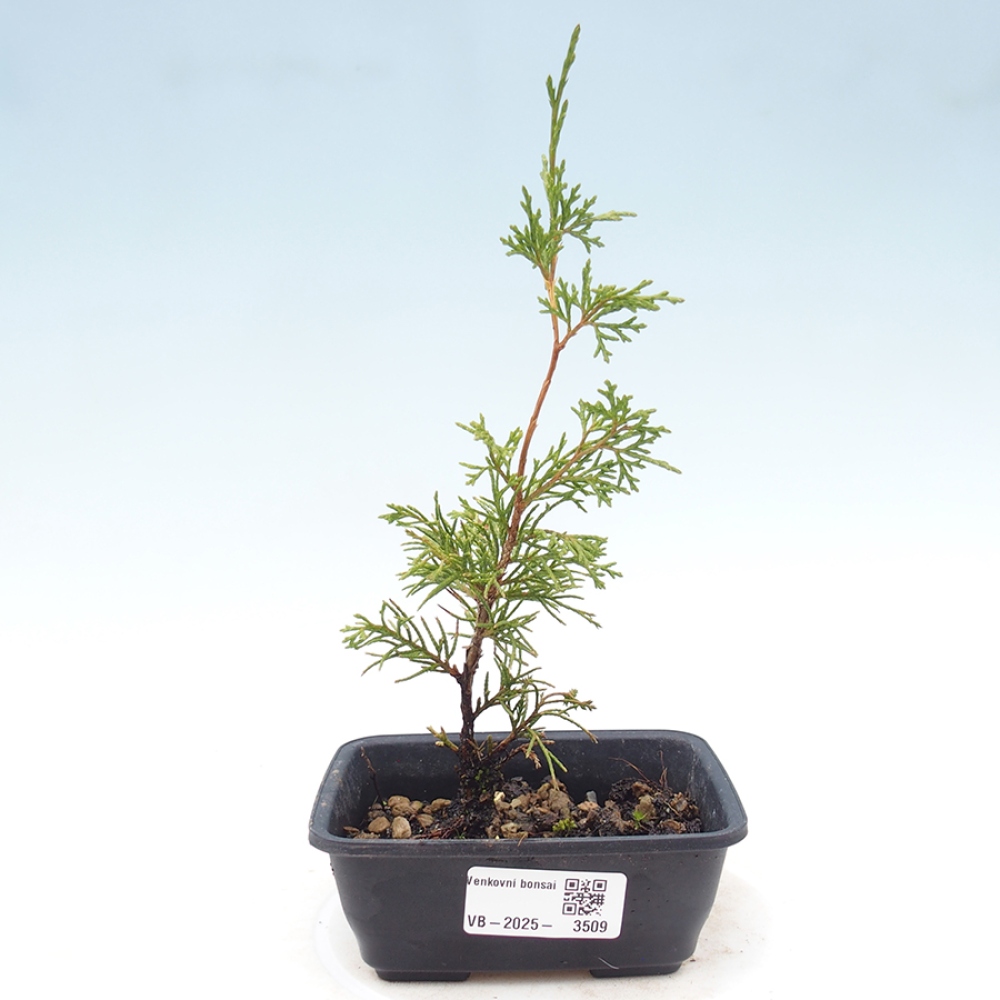 Bonsaï d'extérieur - Juniperus chinensis Itoigawa