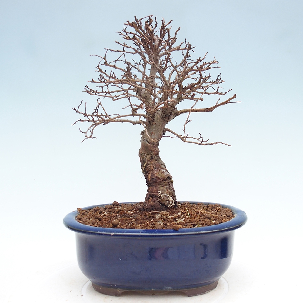 Bonsaï d'extérieur - Zelkova - Zelkova NIRE