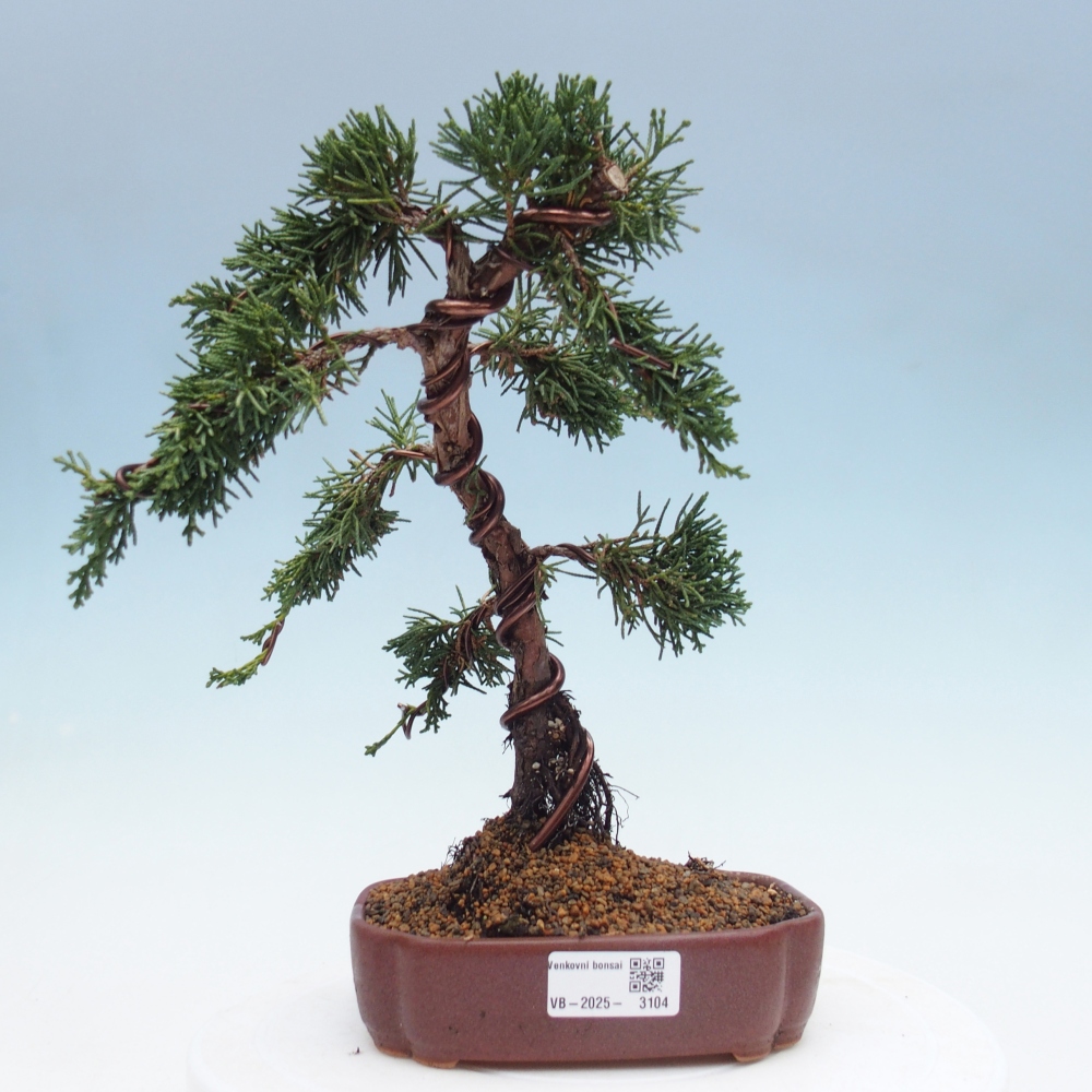 Bonsaï d'extérieur - Juniperus chinensis Kishu