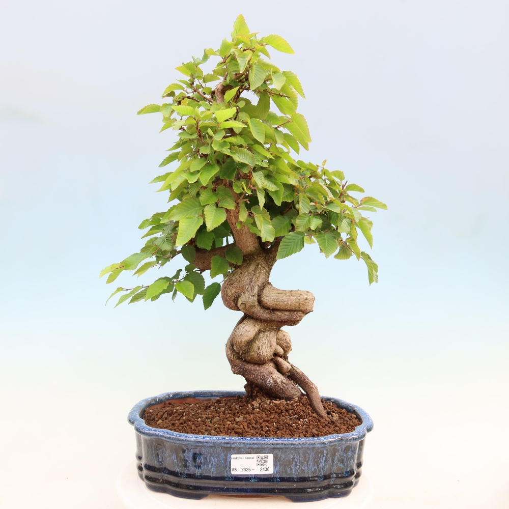 Bonsaï d'extérieur -Carpinus Coreana - Charme de Corée