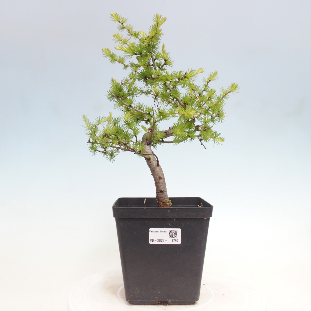 Bonsaï d'extérieur -Larix decidua - Mélèze