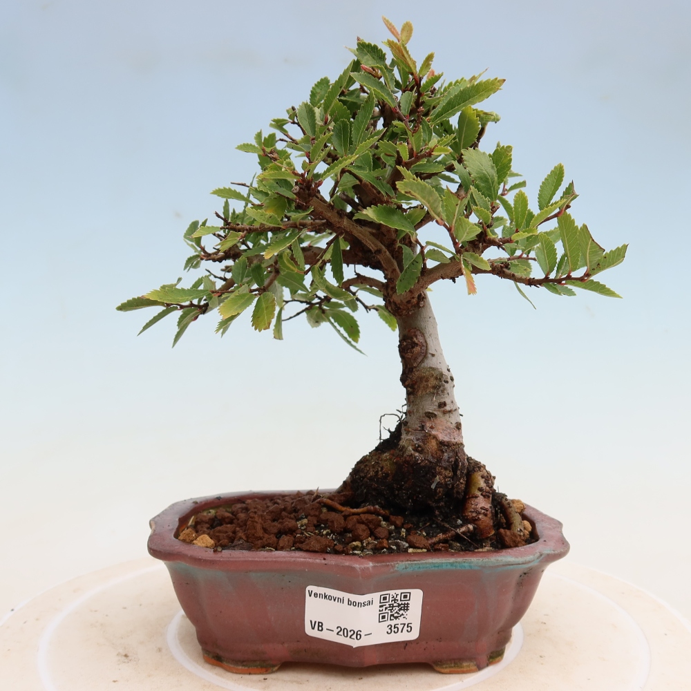 Bonsaï d'extérieur - Zelkova - Zelkova NIRE