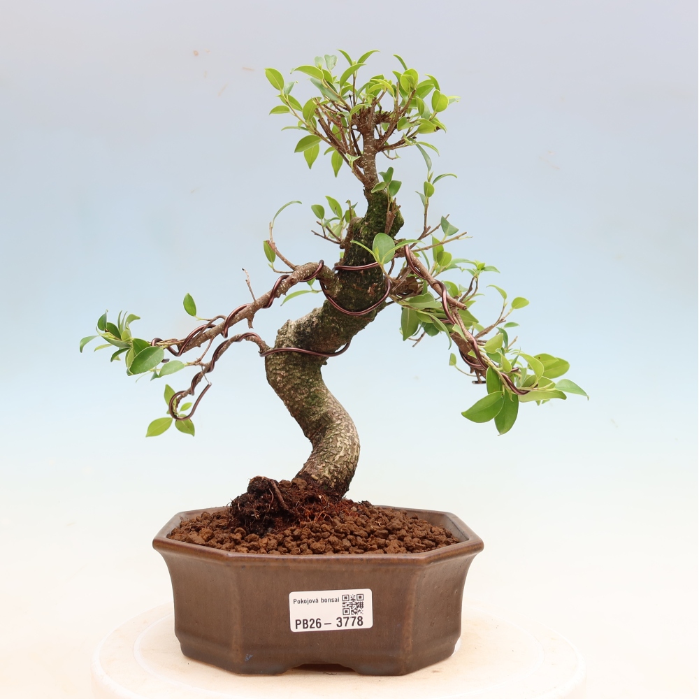 Salle bonsaï - Ficus kimmen - ficus à petites feuilles
