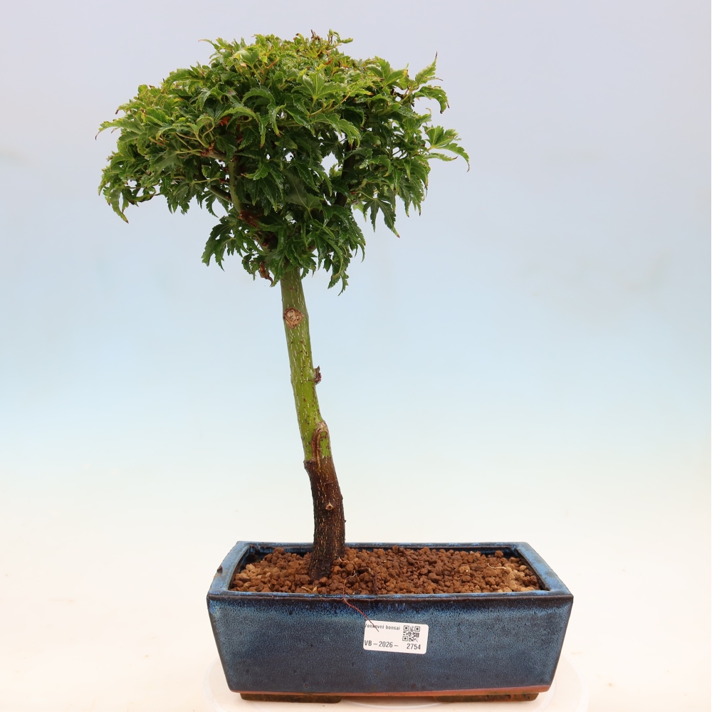 Bonsaï d'extérieur -Javor palm Acer palmatum Shishigashira
