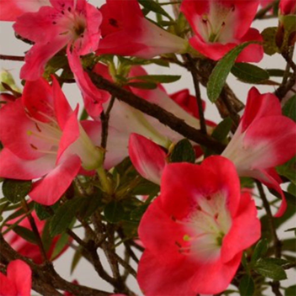 Bonsaï d'extérieur - Azalée japonaise - Azalea Beniko