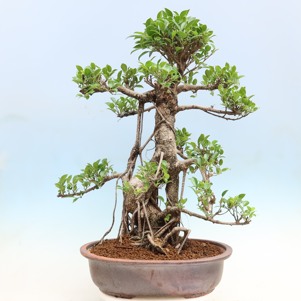 Salle bonsaï - Ficus kimmen - ficus à petites feuilles
