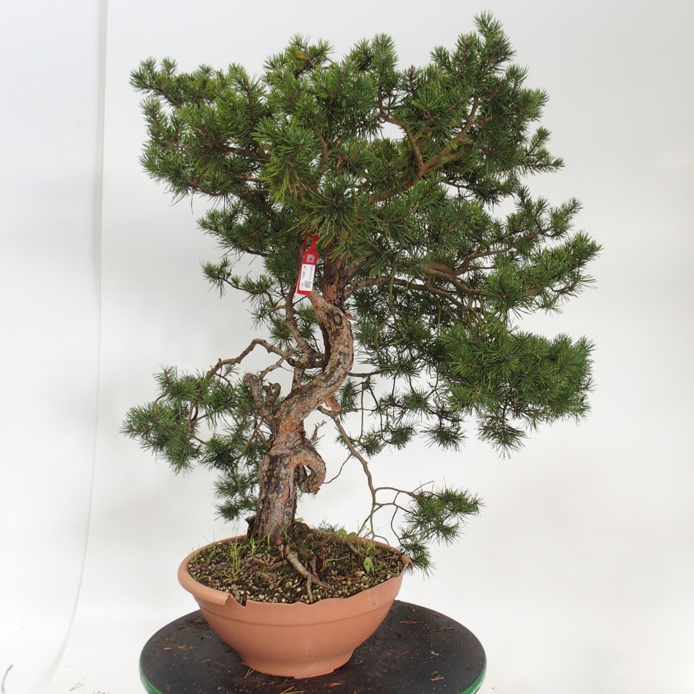 Yamadori - Pinus sylvestris Espagne