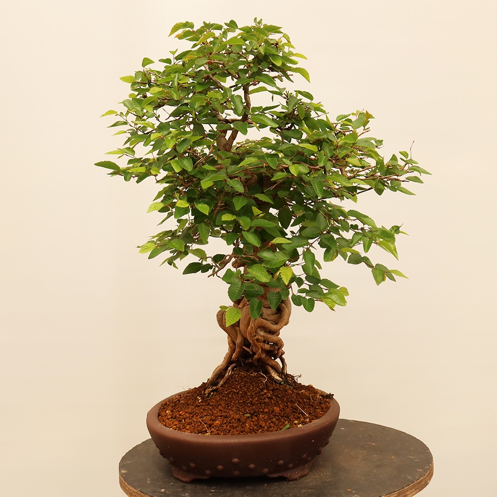 Bonsaï d'extérieur -Carpinus Coreana - Charme de Corée