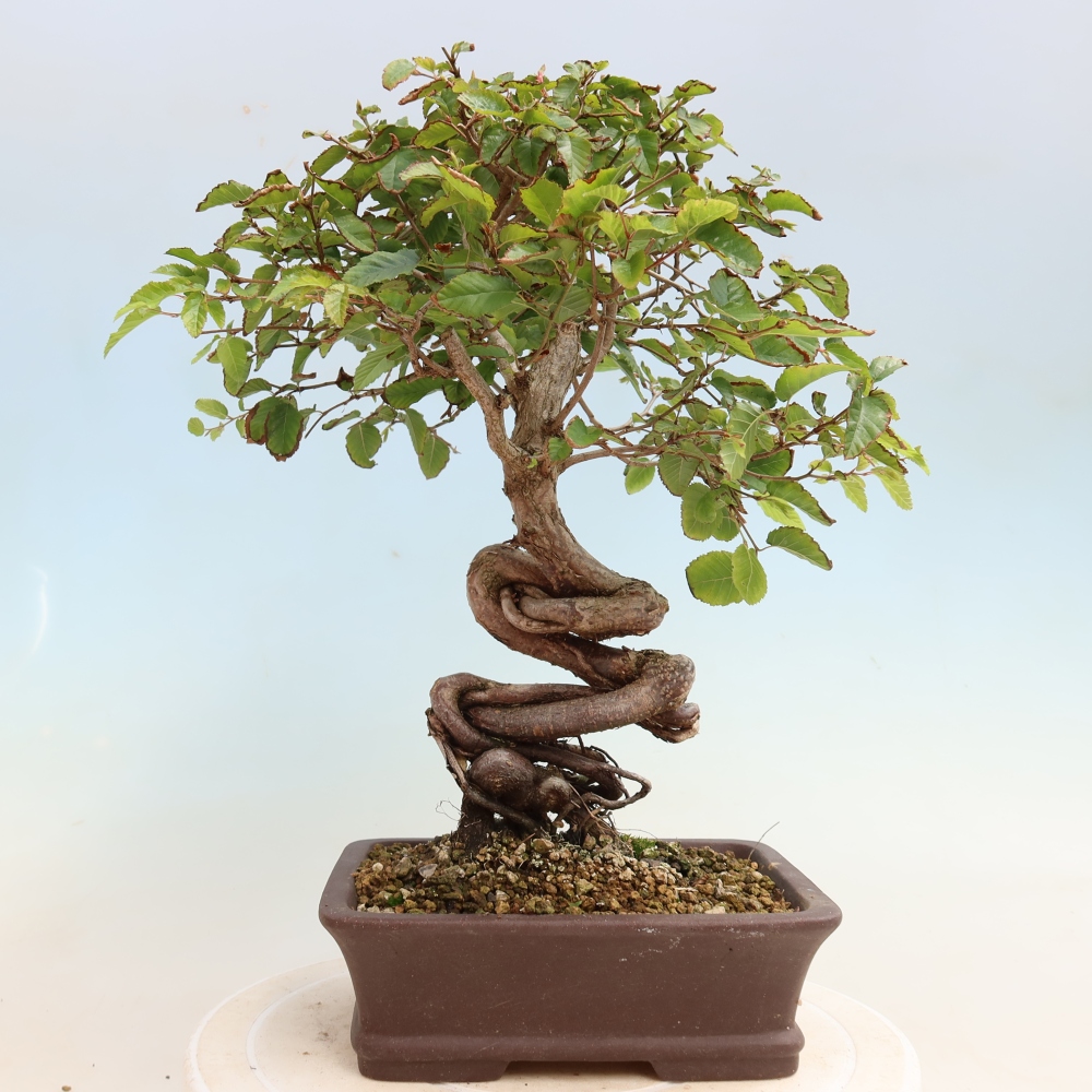 Bonsaï d'extérieur -Carpinus CARPINOIDES - Charme de Corée