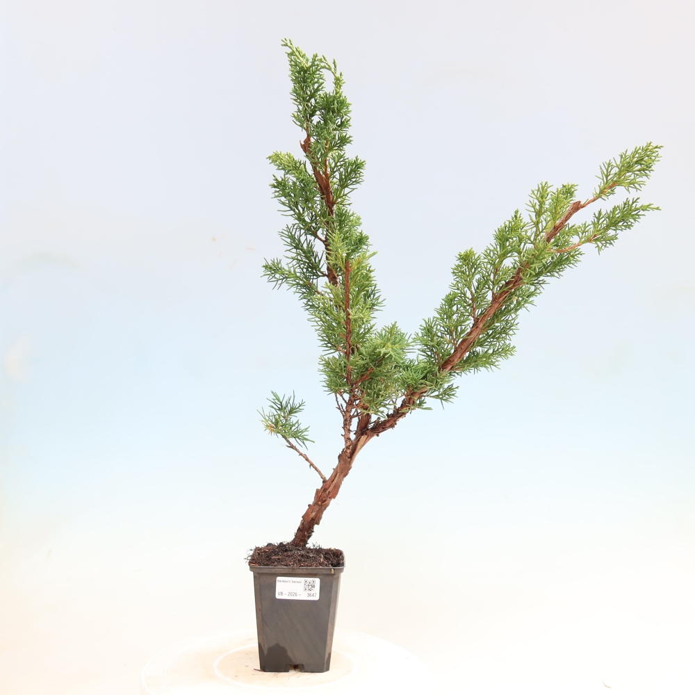 Bonsaï d'extérieur - Juniperus chinensis Kishu