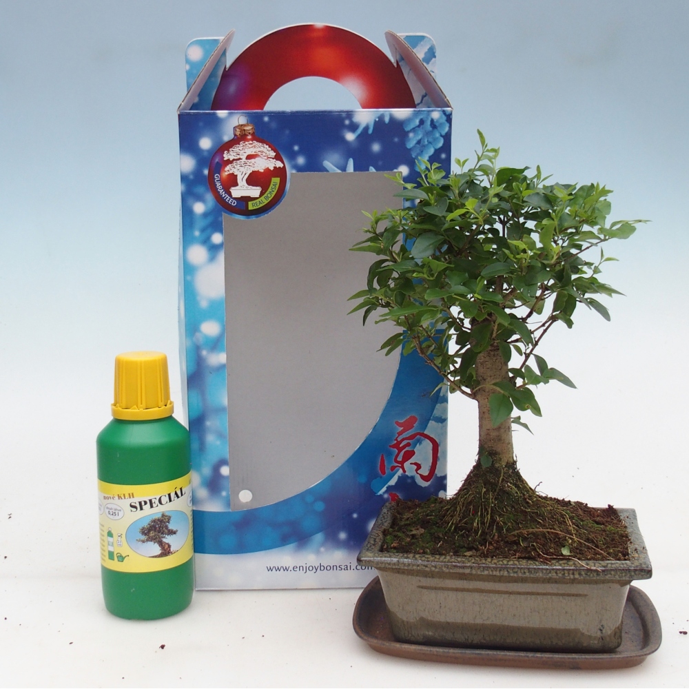 Bonsaï de chambre en boîte cadeau Ligustrum chinensis - Bec d'oiseau