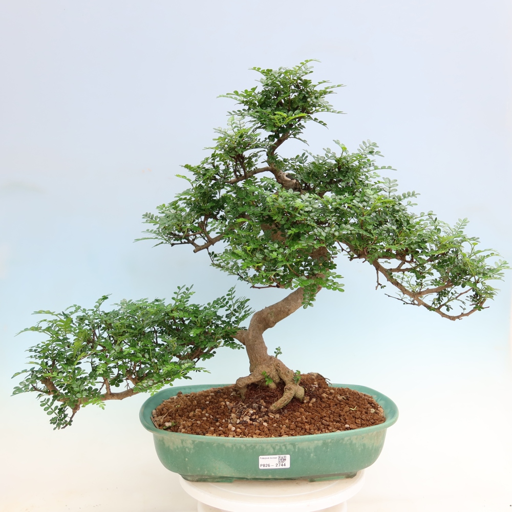 Salle bonsaï - Zantoxylum piperitum - arbre à poivre