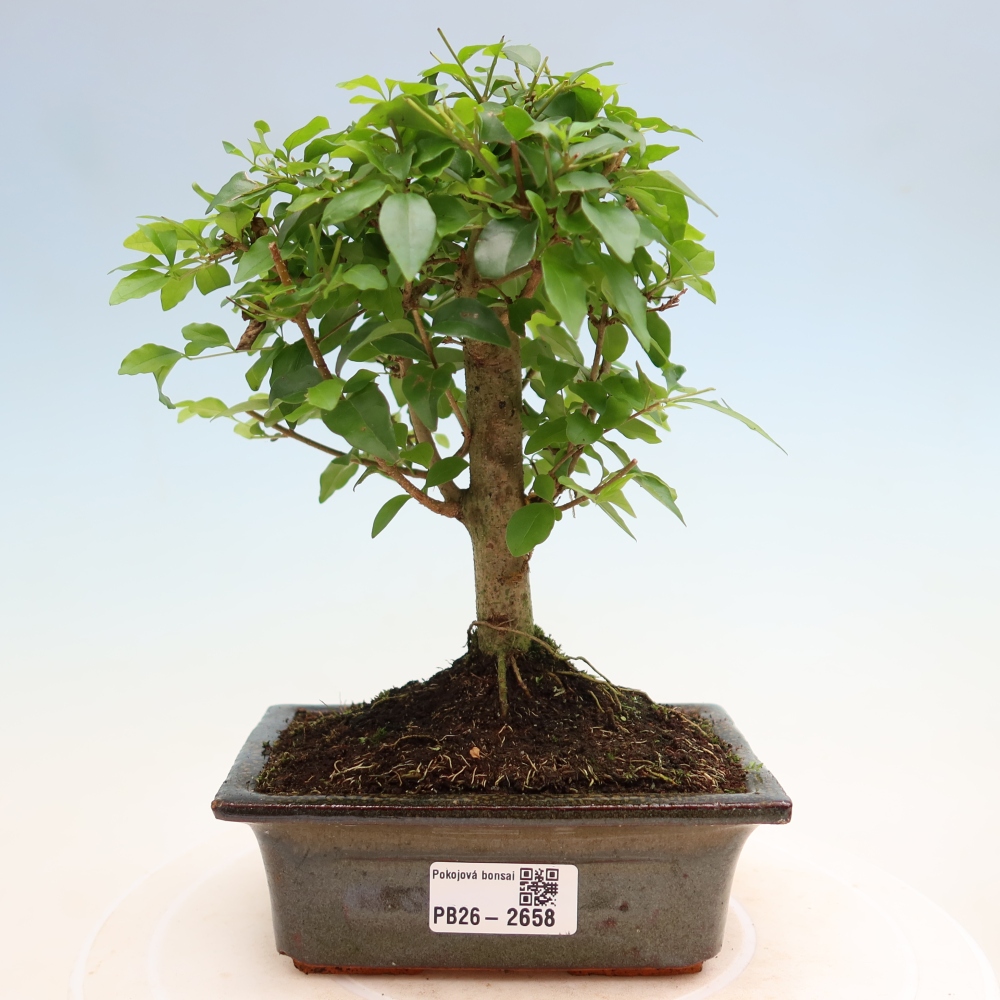 Bonsaï de chambre -Ligustrum chinensis - Bec d'oiseau