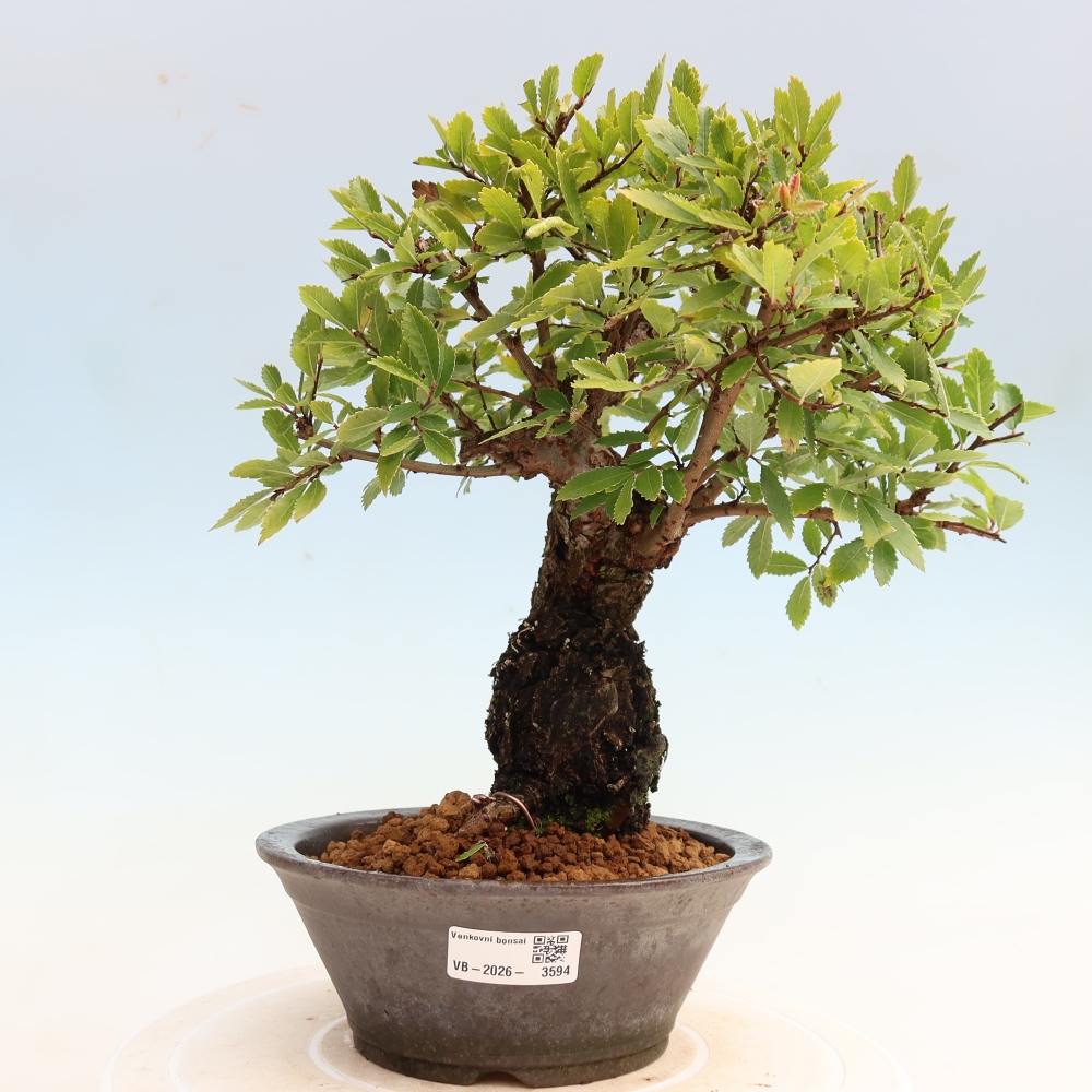 Bonsaï d'extérieur - Zelkova - Zelkova NIRE