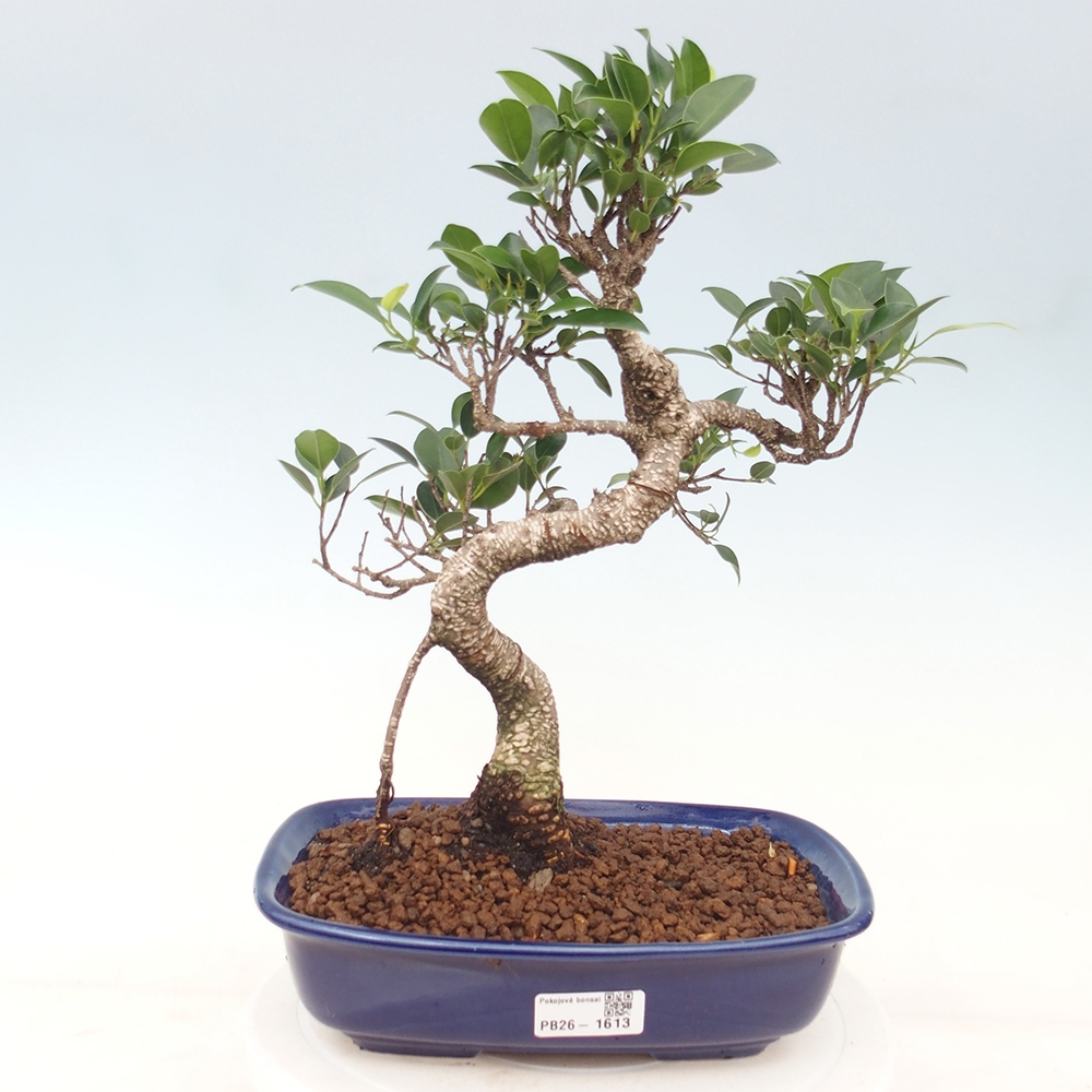 Salle bonsaï - Ficus kimmen - ficus à petites feuilles