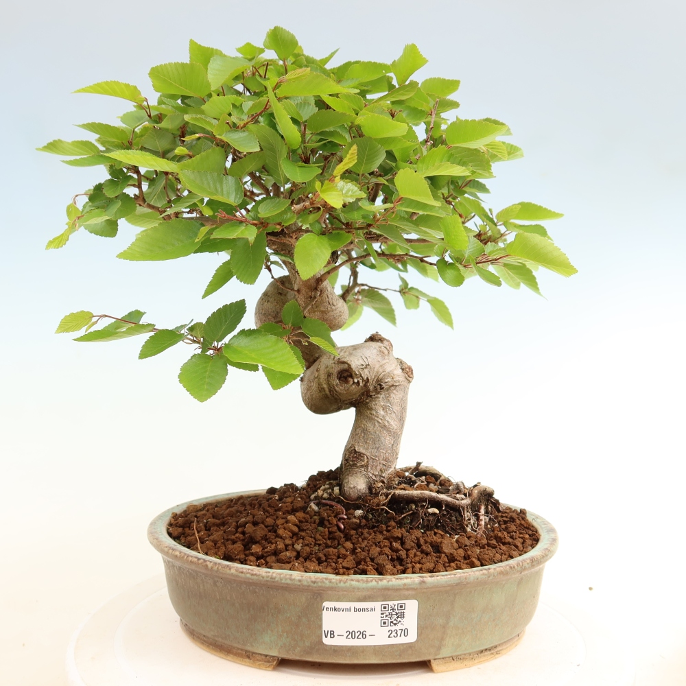 Bonsaï d'extérieur -Carpinus Coreana - Charme de Corée